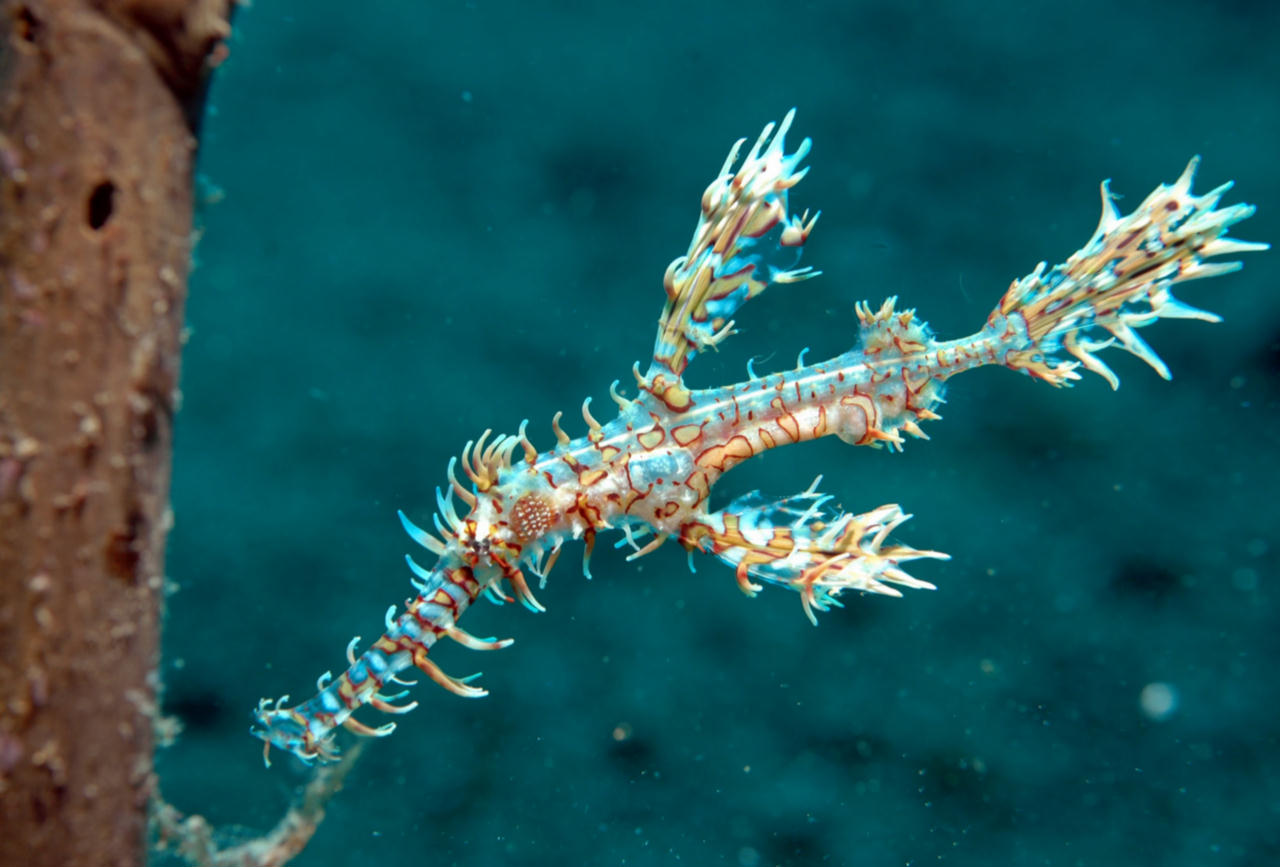 Solenostomus paradoxus (Pesce fantasma ornato)